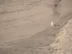 bird 1 (sep).jpg (42kb)